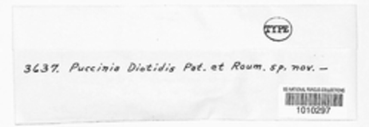 Puccinia diotidis image